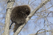 Common Porcupine (Erethizon dorsatum) sleeping in tree, Sax-Zim Bog, Minnesota