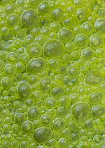 Methane trapped in algae bubbles, if released will add to climate change, Lakeville, Minnesota
