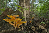 Jack-O'-Lantern (Omphalotus olearius) mushrooms in deciduous forest, Lebanon Hills Regional Park, Minnesota
