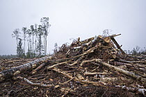 Clear-cut forest, Superior National Forest, Minnesota