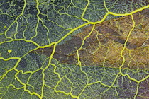 Many-headed Slime Mold (Physarum polycephalum), Lebanon Hills Regional Park, Minnesota