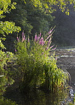 Purple Loosestrife (Lythrum salicaria), invasive plant flowering in lake, Lebanon Hills Regional Park, Minnesota