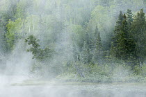 Fog over river and forest, Baptism River, Minnesota