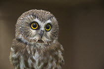 Northern Saw-whet Owl (Aegolius acadicus), captive educational animal, Wolf Ridge Environmental Learning Center, Minnesota