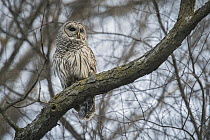 Barred Owl (Strix varia) in Northern Red Oak (Quercus rubra), Lebanon Hills Regional Park, Minnesota