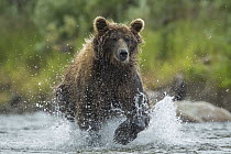 Brown Bear (Ursus arctos) chasing Chinook Salmon (Oncorhynchus tshawytscha) up river, Katmai National Park, Alaska