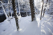 Forest with new snow along river, Turtle River, Bemidji, Minnesota