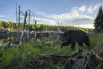 Black Bear (Ursus americanus) in swamp, Superior National Forest, Minnesota