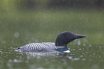 Common Loon (Gavia immer) in rain, Superior National Forest, Minnesota