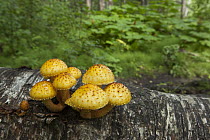 Shaggy Pholiota (Pholiota squarrosa) mushrooms growing from Birch (Betula sp), Anchorage, Alaska