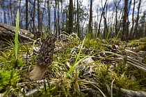 Black Morel (Morchella elata) mushroom in forest, Bemidji, Minnesota