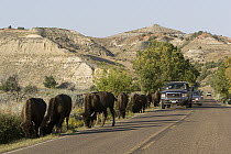 American Bison (Bison bison) herd along road causing traffic jam, Theodore Roosevelt National Park, North Dakota