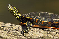 Painted Turtle (Chrysemys picta) basking, Boundary Waters Canoe Area Wilderness, Minnesota