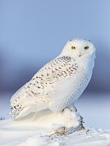 Snowy Owl (Nyctea scandiaca) in winter, Vermillion, Minnesota