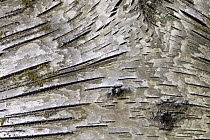 Paper Birch (Betula papyrifera) bark, Minnesota