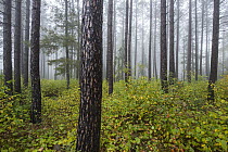 Red Pine (Pinus resinosa) trees in fog in autumn near Grand Marais, Minnesota