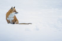 Red Fox (Vulpes vulpes) in snow, Superior National Forest, Minnesota