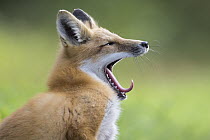 Red Fox (Vulpes vulpes) yawning, Superior National Forest, Minnesota
