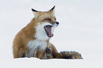 Red Fox (Vulpes vulpes) yawning in snow, Superior National Forest, Minnesota