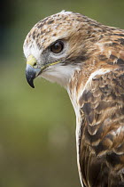 Red-tailed Hawk (Buteo jamaicensis), captive educational animal, Wolf Ridge Environmental Learning Center, Minnesota