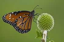 Monarch (Danaus plexippus) butterfly, Lakeville, Minnesota