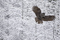 Great Gray Owl (Strix nebulosa) landing in Lodgepole Pine (Larix laricina) forest in snow, Sax-Zim Bog, Minnesota