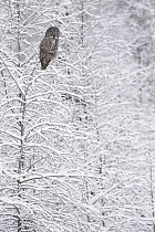 Great Gray Owl (Strix nebulosa) in Lodgepole Pine (Larix laricina) forest in snow, Sax-Zim Bog, Minnesota
