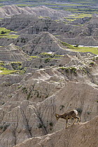 Bighorn Sheep (Ovis canadensis) ram on cliff, Badlands National Park, South Dakota