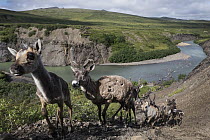 Caribou (Rangifer tarandus) females and juveniles, from the Porcupine herd, migrating, Blow River, Yukon, Canada