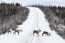 Caribou (Rangifer tarandus) females and male crossing Dempster Highway while migrating to wintering grounds, northern Yukon, Canada