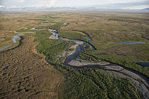 Coastal plain, which is the calving and nursing grounds of Porcupine caribou herd and is threatened by potential oil and gas development, Arctic National Wildlife Refuge, Alaska