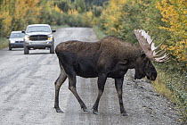 Moose (Alces alces) bull bull crossing Dempster Highway, northern Yukon, Canada