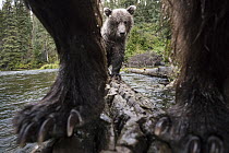 Brown Bear (Ursus arctos) mother and cub on log in river, Yukon, Canada