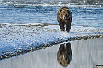 Brown Bear (Ursus arctos) along river in early winter, Kluane River, Yukon, Canada