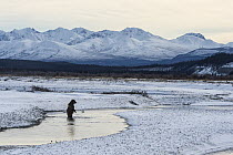Brown Bear (Ursus arctos) standing in river in early winter, Kluane River, Yukon, Canada