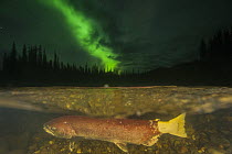 Chinook Salmon (Oncorhynchus tshawytscha) female spawning under northern lights in small tributary of Yukon River, Yukon, Canada