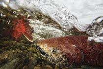 Chinook Salmon (Oncorhynchus tshawytscha) pair spawning in small tributary of Yukon River, Yukon, Canada