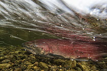 Chinook Salmon (Oncorhynchus tshawytscha) spawning in small tributary of Yukon River, Yukon, Canada