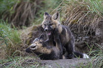 Red Fox (Vulpes vulpes) kits play-fighting at their den, Dempster Highway, northern Yukon, Canada