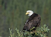 Bald Eagle (Haliaeetus leucocephalus), Yukon River, Yukon, Canada