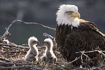 Bald Eagle (Haliaeetus leucocephalus) parent with two week old chicks in nest, Yukon River, Yukon, Canada