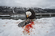 Bald Eagle (Haliaeetus leucocephalus) feeding on Chum Salmon (Oncorhynchus keta) carcass on snow-covered Chilkat River shore, Chilkat Bald Eagle Preserve, Alaska