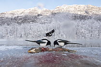 European Magpie (Pica Pica) trio feeding on Chum Salmon (Oncorhynchus keta) on snow-covered Chilkat River shore, Chilkat Bald Eagle Preserve, Alaska