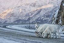 Dall's Sheep (Ovis dalli) females licking salt off road, Alaska Highway, Kluane National Park, Yukon, Canada