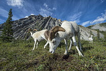 Dall's Sheep (Ovis dalli) rams in alpine field, Wind River, northern Yukon, Canada