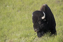 American Bison (Bison bison) bull, Moise, Montana