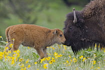 American Bison (Bison bison) mother and calf nuzzling, Moise, Montana
