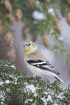 American Goldfinch (Carduelis tristis) in winter plumage, Troy, Montana