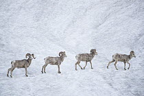 Bighorn Sheep (Ovis canadensis) rams crossing snowfield in spring, Glacier National Park, Montana