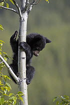 Black Bear (Ursus americanus) cub in tree, northern Alberta, Canada